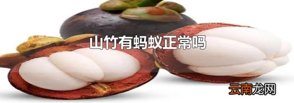 山竹有蚂蚁正常吗