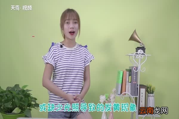 富贵竹黄叶子怎么办 富贵竹为什么黄叶子