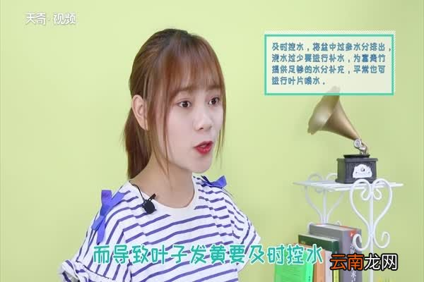 富贵竹黄叶子怎么办 富贵竹为什么黄叶子