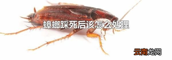 蟑螂踩死后该怎么处理