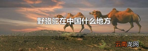 野骆驼在中国什么地方