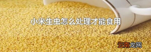 小米生虫怎么处理才能食用