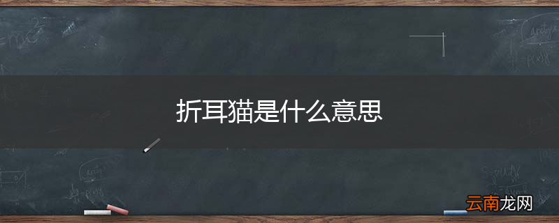 折耳猫是什么意思