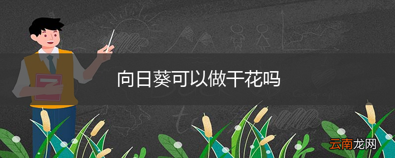 向日葵可以做干花吗