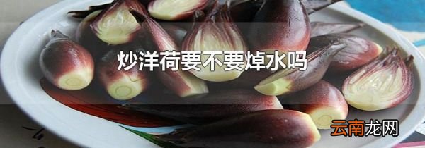 炒洋荷要不要焯水吗