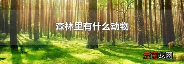 森林里有什么动物