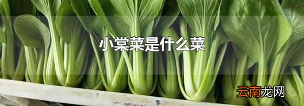 小棠菜是什么菜