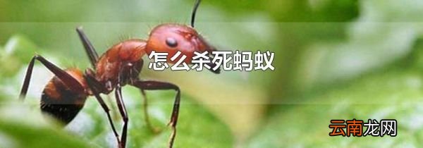 怎么杀死蚂蚁