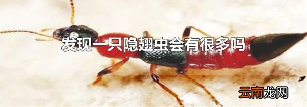 发现一只隐翅虫会有很多吗