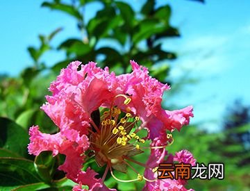 “痒痒树”紫薇真的怕痒吗？