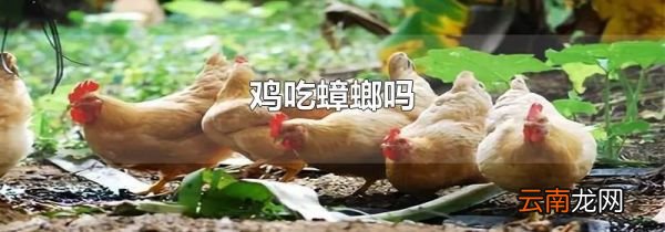 鸡吃蟑螂吗