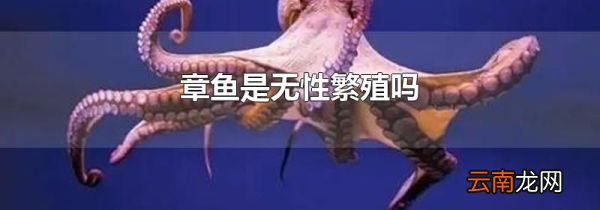 章鱼是无性繁殖吗
