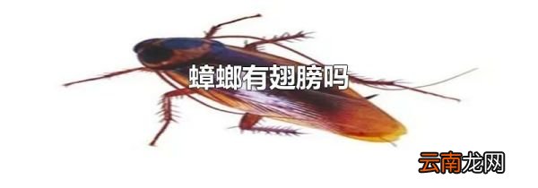 蟑螂有翅膀吗