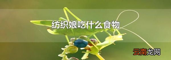 纺织娘吃什么食物