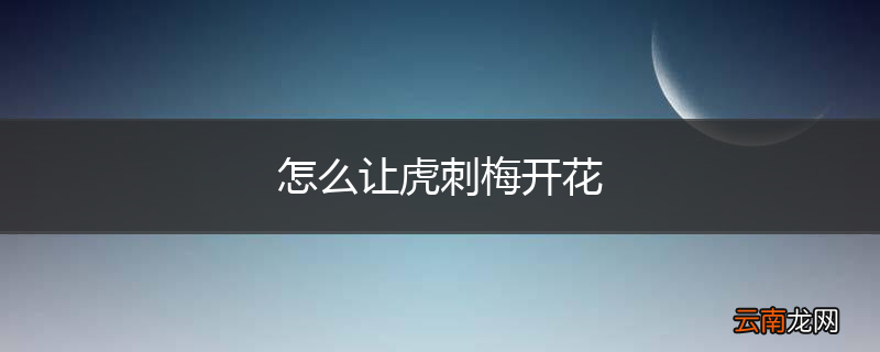 怎么让虎刺梅开花
