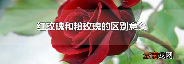 红玫瑰和粉玫瑰的区别意义