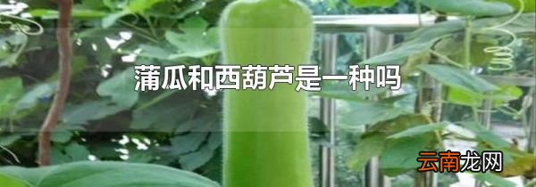 蒲瓜和西葫芦是一种吗