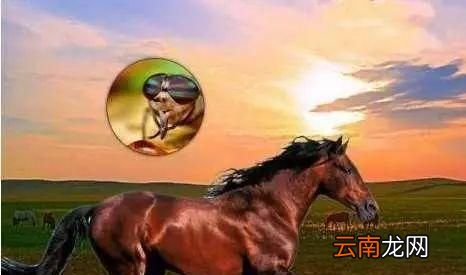 马蝇效应是什么？