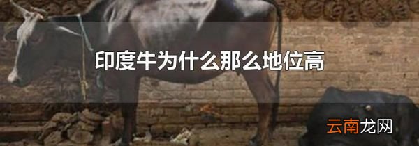 印度牛为什么那么地位高