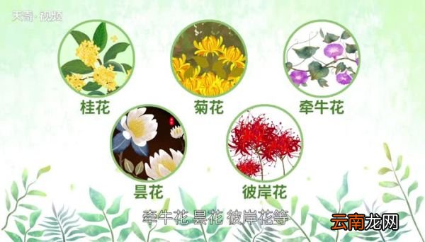 十月开什么花十月份开的花有哪些