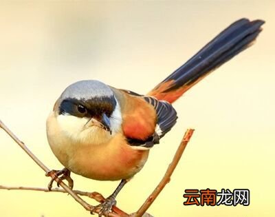 劳燕分飞的劳指的是什么？