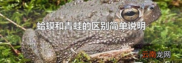 蛤蟆和青蛙的区别简单说明