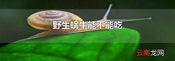 野生蜗牛能不能吃