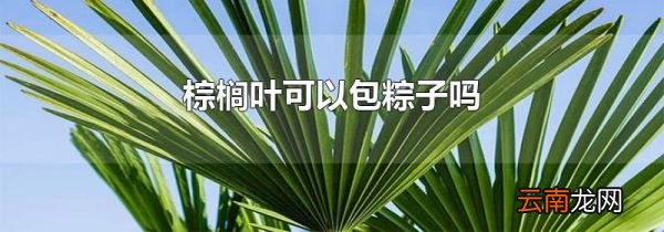 棕榈叶可以包粽子吗