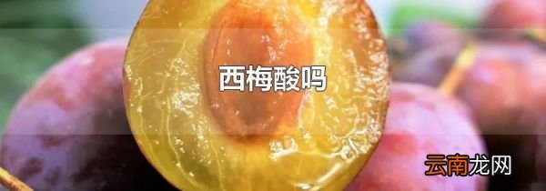 西梅酸吗