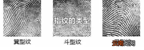 指纹的类型