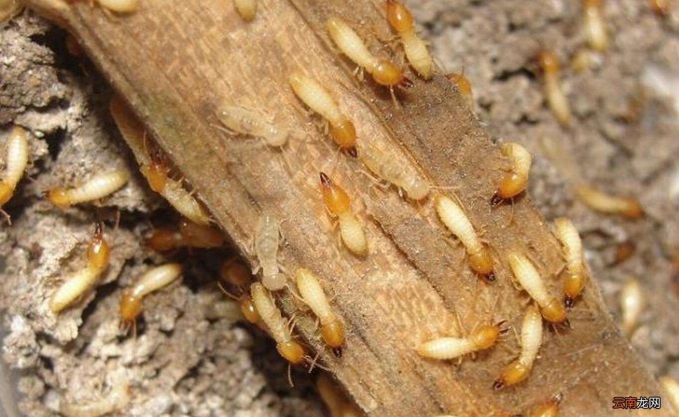 对建筑物危害最大的昆虫是什么？