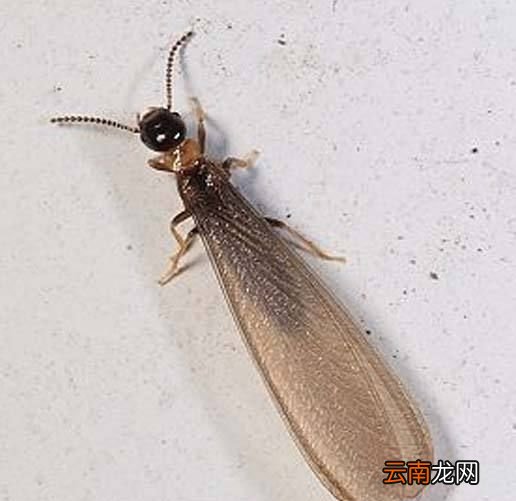 对建筑物危害最大的昆虫是什么？