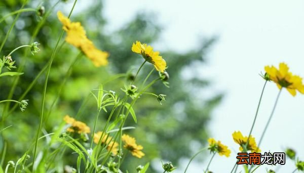 郁金香花语 郁金的香花语有哪些
