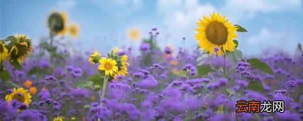 郁金香花语 郁金的香花语有哪些