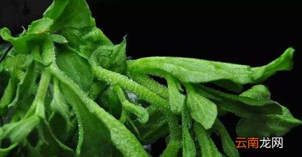 为什么给植物浇盐水后会会枯死？