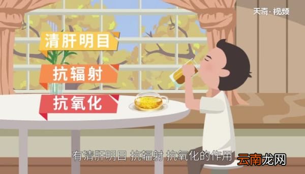 金丝皇菊的功效与作用 哪些人不能喝金丝皇菊