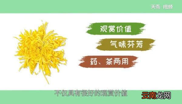 金丝皇菊的功效与作用 哪些人不能喝金丝皇菊