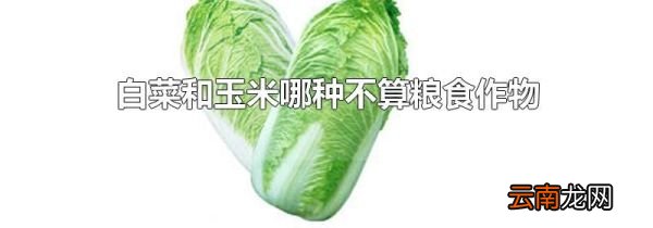 白菜和玉米哪种不算粮食作物