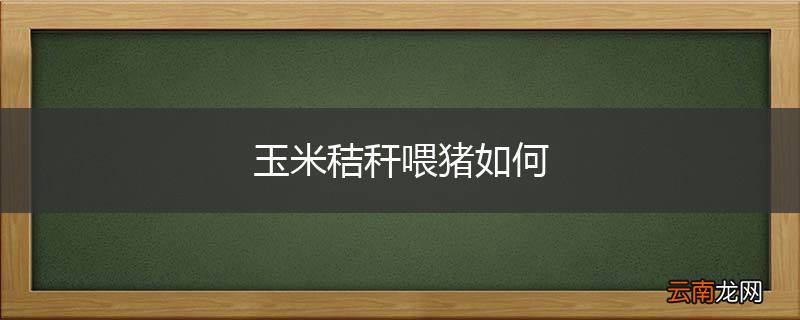 玉米秸秆喂猪如何