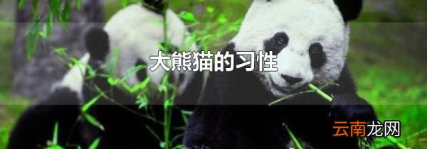 大熊猫的习性