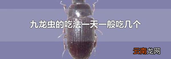 九龙虫的吃法一天一般吃几个