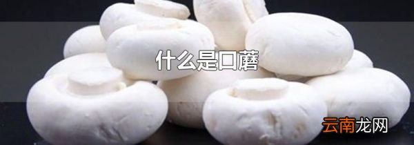 什么是口蘑