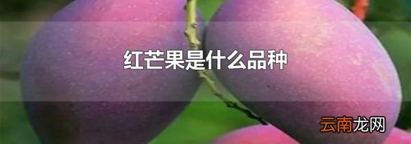红芒果是什么品种