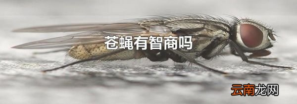 苍蝇有智商吗