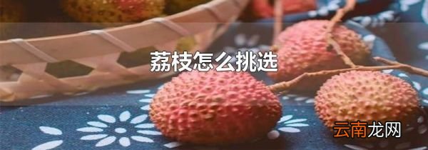 荔枝怎么挑选
