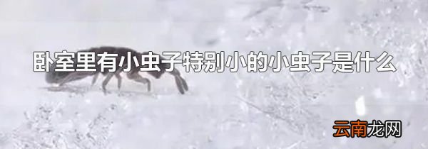卧室里有小虫子特别小的小虫子是什么