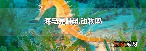 海马是哺乳动物吗