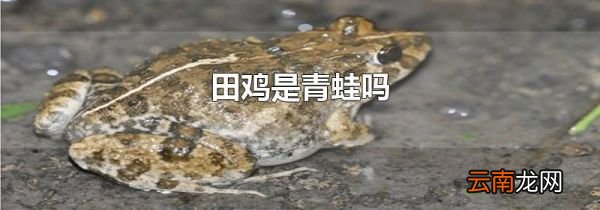 田鸡是青蛙吗