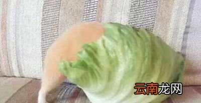 下饭是什么梗？