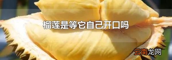 榴莲是等它自己开口吗
